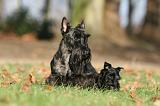 SCOTTISH TERRIER 032